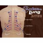 Life/form Posterior Heart & Lung Sites Poster