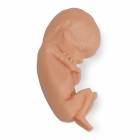 Life/form Human Fetus Replica - 13 Week