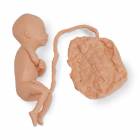 Life/form Human Fetus Replica - 5-Month Male