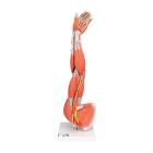 Muscles of the Left Arm Model 6-Part 3/4 Life-Size