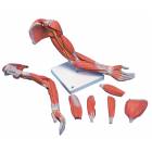 Deluxe Muscle Arm Model 6-Part Life-Size