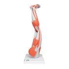 Muscles of the Left Leg Model 9-Part  3/4 Life-Size