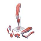 3B Scientific M21 Deluxe Muscle Leg Model 7-Part Life Size - 3B Smart Anatomy