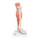 Lower Muscled Leg with Detachable Knee Model 3-Part Life-Size