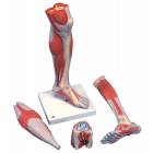 Lower Muscled Leg with Detachable Knee Model 3-Part Life-Size