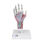 3B Scientific M33-1 Hand Skeleton Model with Ligaments and Muscles, 4 Part
