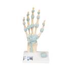 3B Scientific M33 Hand Skeleton Model with Ligaments and Carpal Tunnel