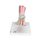 3B Scientific M34-1 Foot Skeleton Model with Ligaments and Muscles