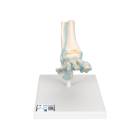3B Scientific M34 Foot Skeleton Model with Ligaments