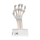 3B Scientific M36 Hand Skeleton with Elastic Ligaments (Left)