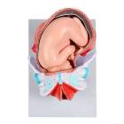Nasco MG13924 Birthing Stages Model - Angle 1