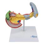 Nasco MG14742 Pancreas, Spleen, and Gallbladder with Pathologies Model - Front View