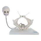 Nasco MG15197 Childbirth Demonstration Pelvis Model