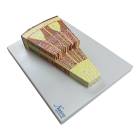 Nasco MG17217 Arboreo Dicotiledoneal Stem Section Model, 300x Enlarged - Angle 1