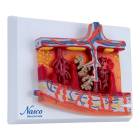 Nasco MG17230 Placenta Cross-Section Model, 2x Enlarged - Angle 1