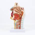 Nasco MG17231 Nasal and Oral Sinus Cross-Section Model