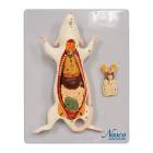 Nasco MG20114 Mouse Anatomy Model, 6 Parts - Angle 1