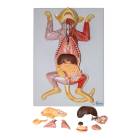 Nasco MG20119 Domestic Feline Anatomy Model, 10 Parts - Angle 1