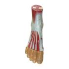 Nasco MG20120 Foot with Ligaments and Muscles Model, Front View