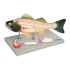 Nasco MG20123 Fish Anatomy Model, 5 Parts - Angle 1