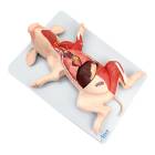 Nasco MG20125 Domestic Pig Model, 10 Parts - Angle 1