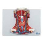Nasco MG20129 Neck and Throat Model with Muscles, Veins, and Arteries - Front View