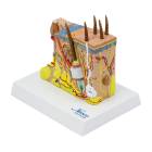 Nasco MG21064 Skin Section Model, 35x Enlarged, 2 Parts - Top Left Angle View