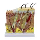 Nasco MG21067 Skin Section Model, 3 Dimensions, 70x Enlarged - Front View