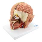 Nasco MG21266 Deluxe Head Model, 4 Parts - Angle 1