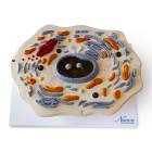 Nasco MG21698 Animal Cell Model, 20,000x Enlarged - Angle 1