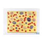 Nasco MG21702 Blood Cell Model, 2000x Enlarged