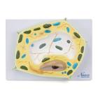 Nasco MG21703 Plant Cell Model, 20,000x Enlarged - Angle 1