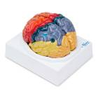 Nasco Neuro Brain Model, 2 Parts - Angle 1