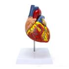 Nasco MG22271 Heart Model, 2x Enlarged