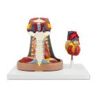 Nasco MG22273 Heart with Esophagus and Trachea Model, 6-Part