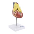 Nasco MG22277 Classic Heart with Thymus Model, Right Angle View