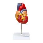 Nasco MG22278 Classic Heart Model