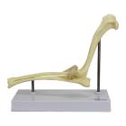 Nasco MG22287 Canine Elbow Model - Angle 1