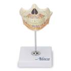 Nasco MG22595 Baby Teeth Model - Front View