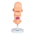 Nasco MG22793 Embryo Model, 50x Enlarged - Angle 1
