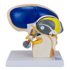Nasco MG22801 Brain Model, 5x Enlarged, 4 Parts - Angle 1