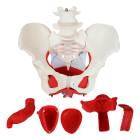 Nasco MG22962 Female Pelvis Model, 6 Parts - Complete Set