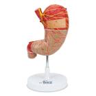 Nasco MG23160 Stomach Model, Enlarged, 2 Parts - Front View