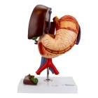 Nasco MG23161 Stomach Model, 6 Parts - Front View