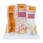Nasco MG23165 Micro-Anatomy of Artery and Veins Model, 20x Enlarged