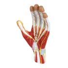 Nasco MG23166 Hand Model, 2x Enlarged, 3 Parts, Front View