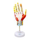 Nasco MG23167 Hand Model, 7 Parts, Front View