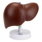 Nasco MG23416 Liver with Gallbladder Model - Front View