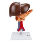 Nasco MG23418 Liver with Gallbladder, Pancreas, and Duodenum Model, 2 Parts - Front View