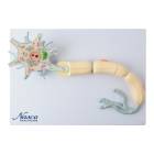 Nasco MG23433 Neuron with Dendrite and Axon, 2,500x Enlarged, 2 Parts - Angle 1